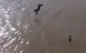 ВИДЕО Изживување врз две мали кучиња кои се фрлаат во река