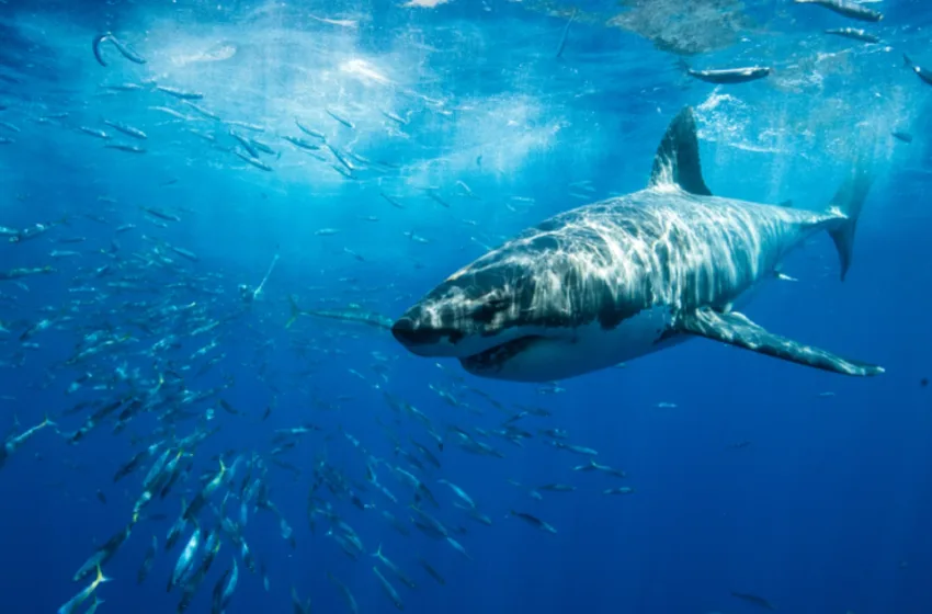  ДЕВОЈКАТА СЕ БАЊАЛА ВО ПЛИТКОТО: Ајкулата ја нападнала, за влакно избегната трагедија! (ВИДЕО)