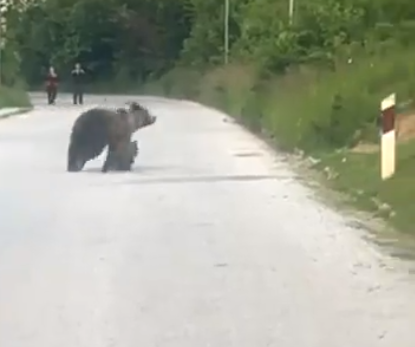 Мечка со две мали мечиња излезе на пат во Маврово (ВИДЕО)