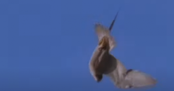 Како „Ферари“ на небото: Сив сокол постигнал речиси 390 километри на час