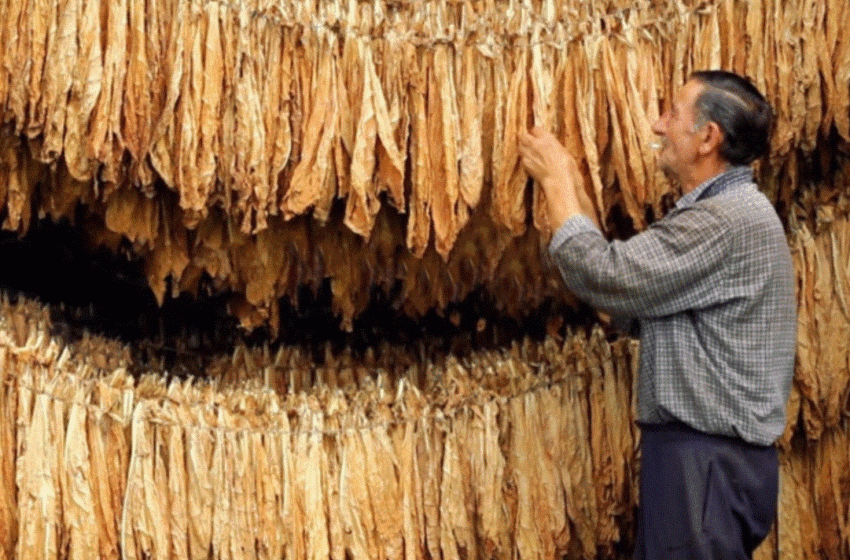  ПРОИЗВЕДУВАМЕ СЕ ПОМАЛКУ ТУТУНСКИ ПРОИЗВОДИ: има намалување над 40 проценти, еве каде сѐ има пад