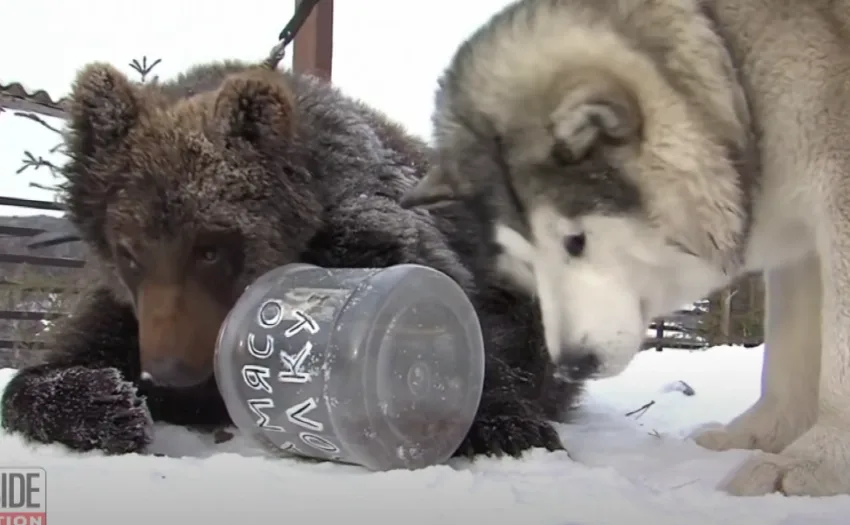  ВИДЕО МЕЧКА И КУЧЕ СЕ НЕРАЗДЕЛНИ ПРИЈАТЕЛИ: Ова видео ќе ви го разубави денот