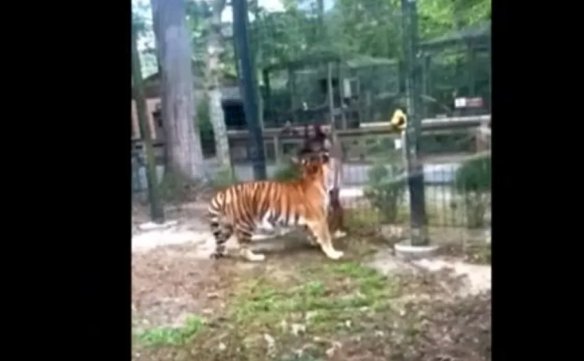  Хорор во зоолошка во Романија: Тигар уби чувар, итните служби не можеле ништо да направат!